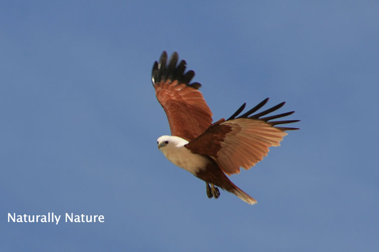 sea eagles